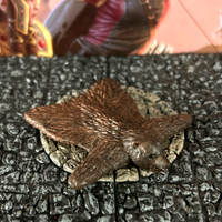 Bear Skin Rug resin painted miniature Dungeon & Dragons D&D terrain large brown